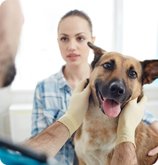 Vet examining dog
